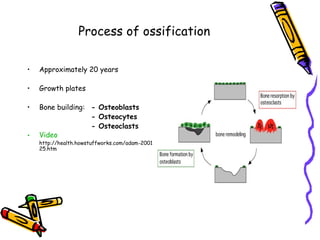 The musculoskeletal system | PPT