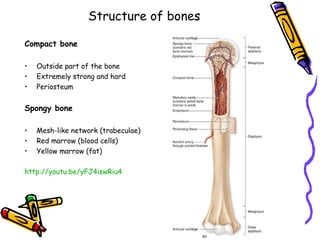 Structure of bones

Compact bone

•   Outside part of the bone
•   Extremely strong and hard
•   Periosteum


Spongy bone

•   Mesh-like network (trabeculae)
•   Red marrow (blood cells)
•   Yellow marrow (fat)

http://youtu.be/yFJ4iswRiu4
 