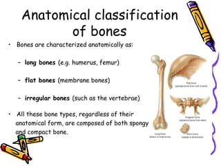 Anatomical classification
           of bones
• Bones are characterized anatomically as:

   – long bones (e.g. humerus, femur)

   – flat bones (membrane bones)

   – irregular bones (such as the vertebrae)

• All these bone types, regardless of their
  anatomical form, are composed of both spongy
  and compact bone.
 