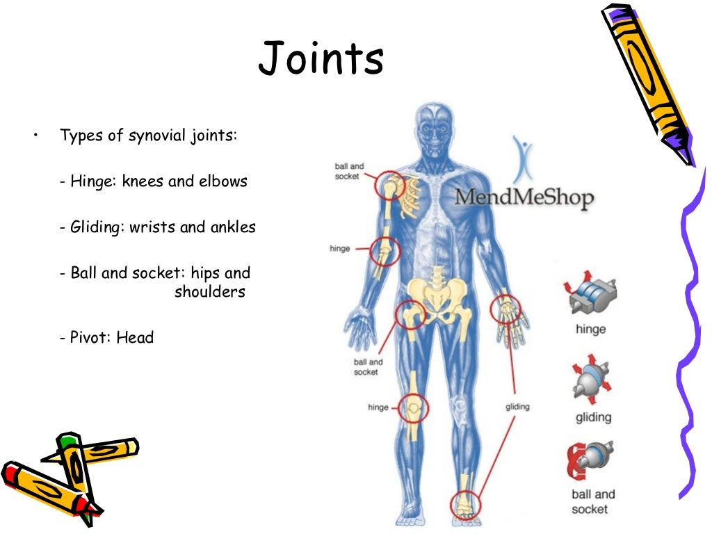 The Musculoskeletal System