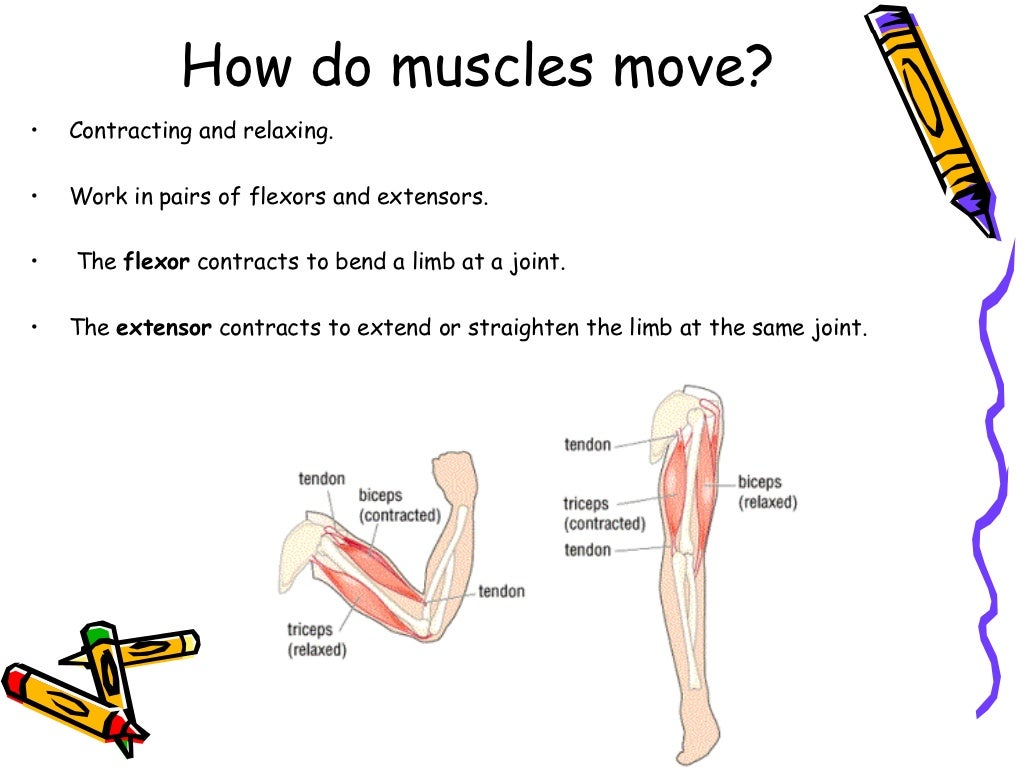 The Musculoskeletal System the-musculoskeletal-system