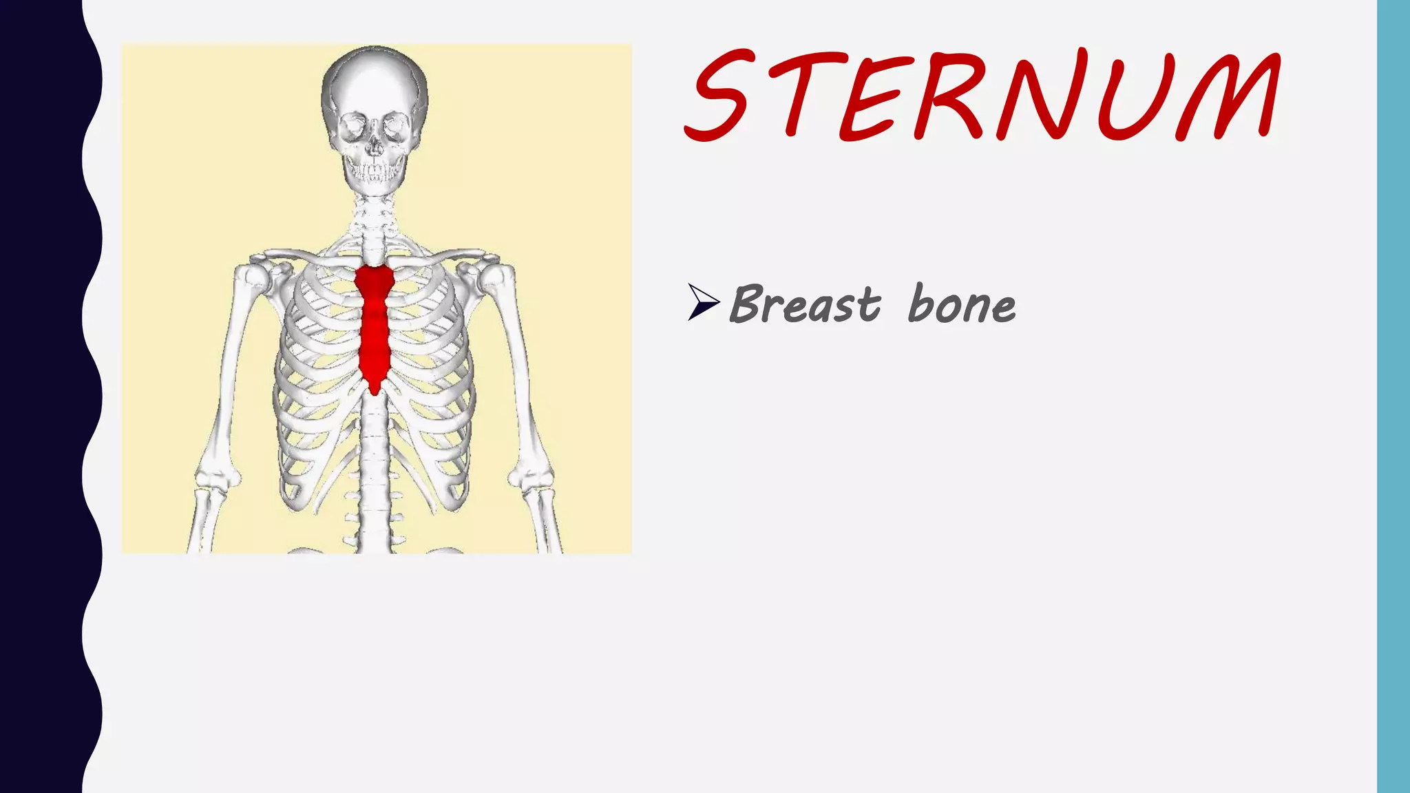 The musculoskeletal system Grade 6 | PPTX