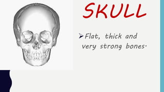 SKULL
Flat, thick and
very strong bones.
 
