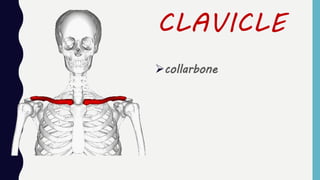 CLAVICLE
collarbone
 