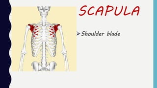 SCAPULA
Shoulder blade
 