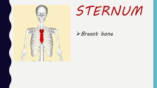 STERNUM
Breast bone
 