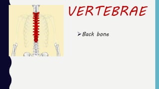 VERTEBRAE
Back bone
 