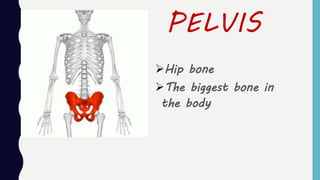 PELVIS
Hip bone
The biggest bone in
the body
 