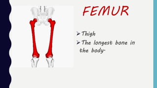 FEMUR
Thigh
The longest bone in
the body.
 