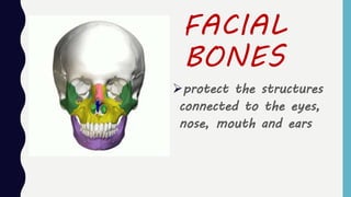 FACIAL
BONES
protect the structures
connected to the eyes,
nose, mouth and ears
 
