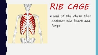 RIB CAGE
wall of the chest that
encloses the heart and
lungs
 