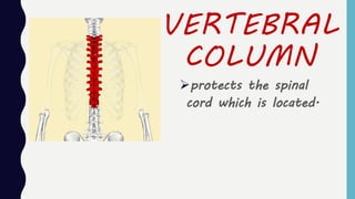 VERTEBRAL
COLUMN
protects the spinal
cord which is located.
 