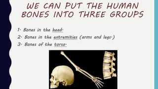 WE CAN PUT THE HUMAN
BONES INTO THREE GROUPS
1. Bones in the head.
2. Bones in the extremities (arms and legs.)
3. Bones of the torso.
 