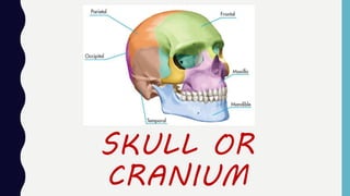 SKULL OR
CRANIUM
 