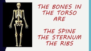 THE BONES IN
THE TORSO
ARE
THE SPINE
THE STERNUM
THE RIBS
 