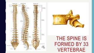 THE SPINE IS
FORMED BY 33
VERTEBRAE
 