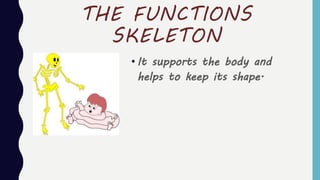 THE FUNCTIONS
SKELETON
• It supports the body and
helps to keep its shape.
 