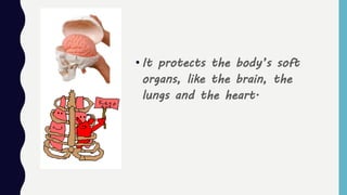 • It protects the body’s soft
organs, like the brain, the
lungs and the heart.
 
