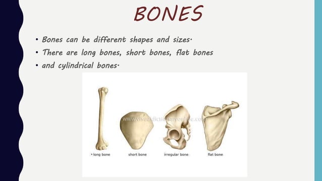 The musculoskeletal system Grade 6 | PPTX