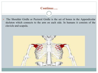 The musculoskeletal system Anatomy and physiology | PPTX