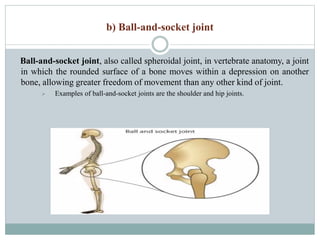Anatomy and Physiology on the musculoskeletal system