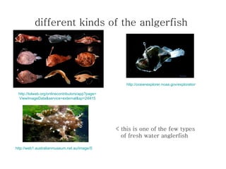 The mysterious adventures and life of the anglerfish (complete) | PPT