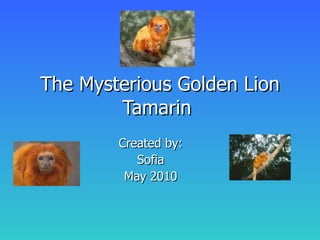 The Mysterious Golden Lion Tamarin  Created by: Sofia May 2010 