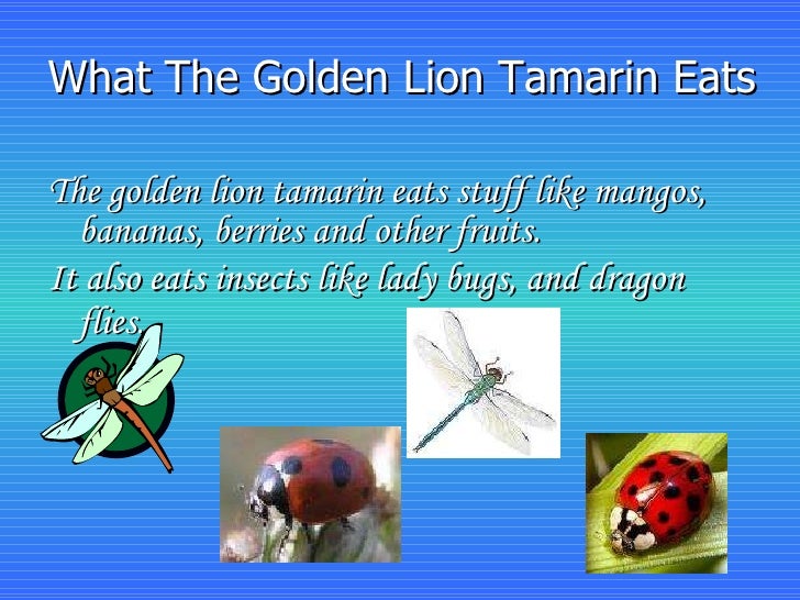 What do golden lion tamarins eat?