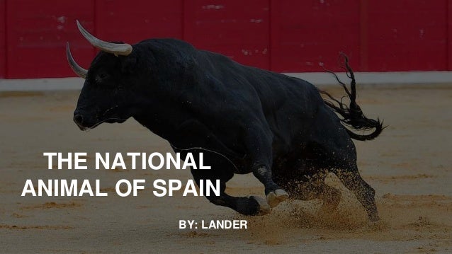 Top National Animal Of Spain of all time Learn more here 