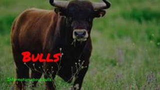 Bulls
Information about bulls
 