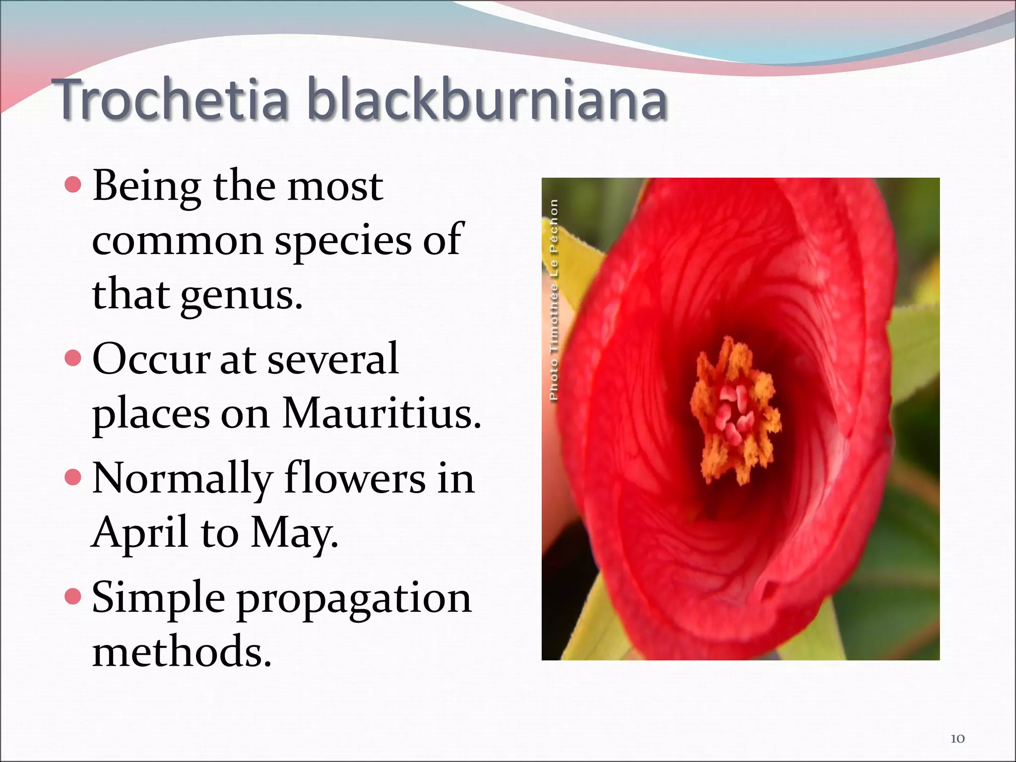 the-national-flower-of-mauritius-pdf