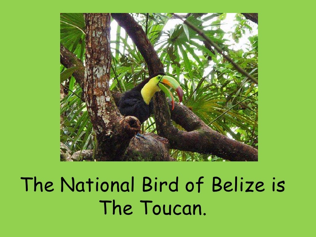 The National Symbols of Belize