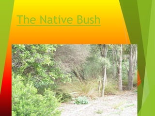 The Native Bush
 