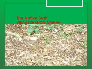 The Native Bush
VRIAAJ,SHANON,AYSHAH
 