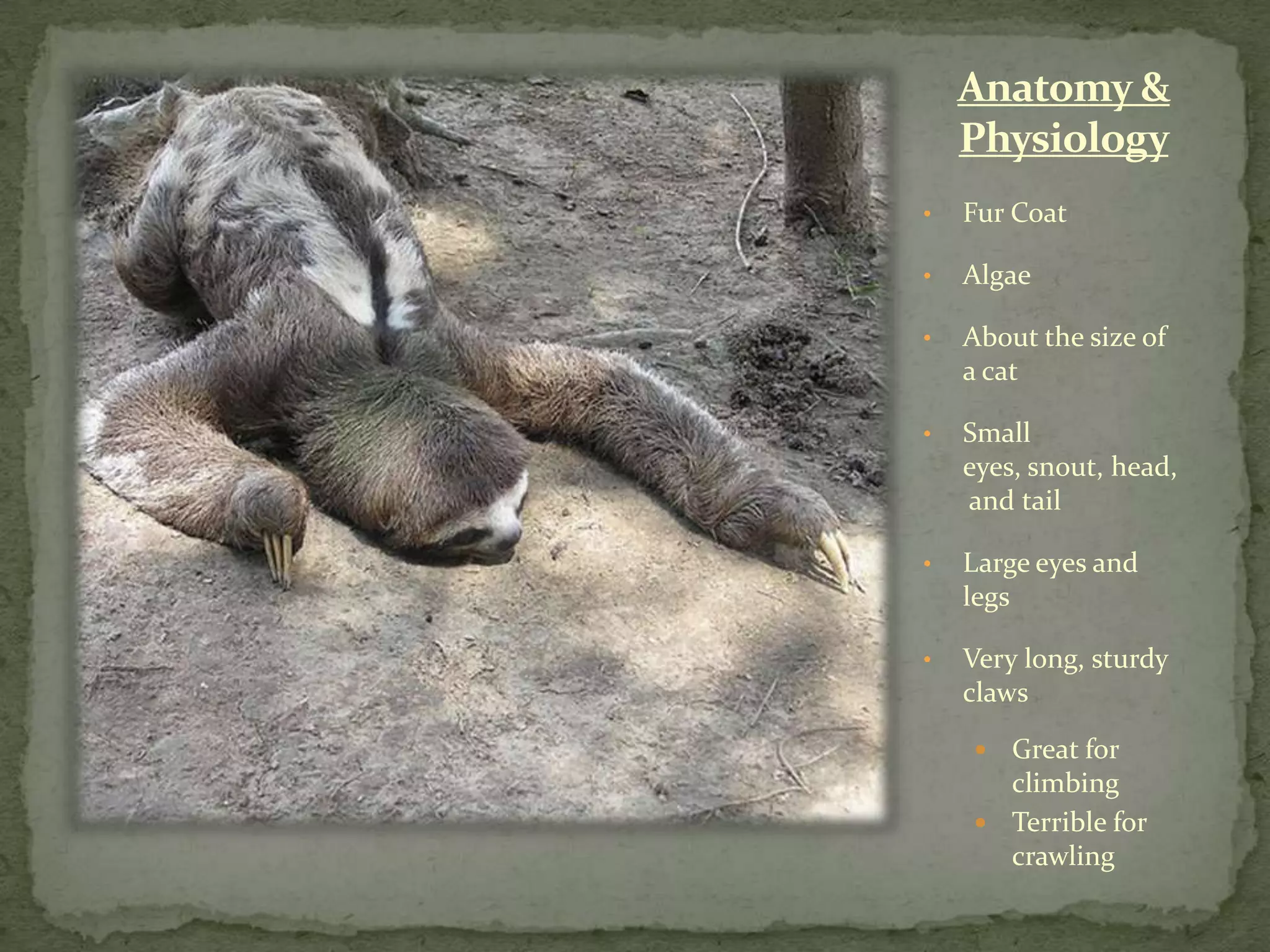 The Natural History Of The Sloth PPTX