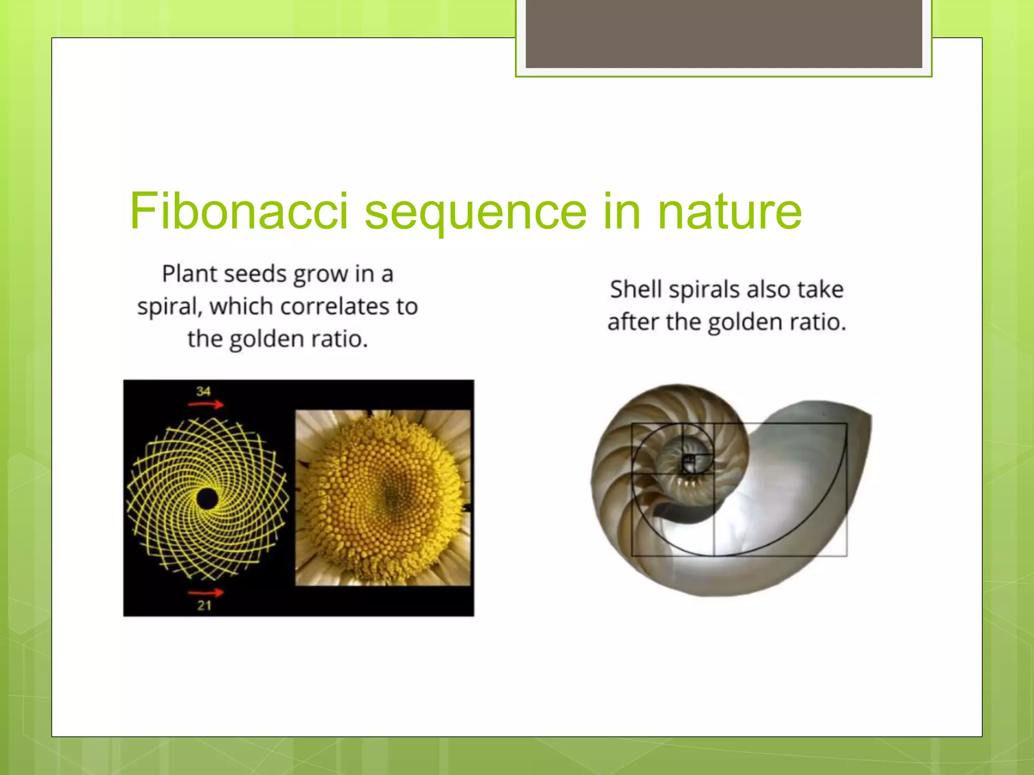 Fibonacci sequence in nature