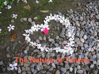 The Nature of Taiwan   