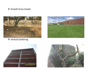  Smooth Grass Carpet:
Vertical Gardening