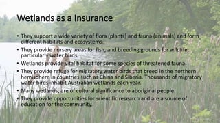 Wetlands as a Insurance
• They support a wide variety of flora (plants) and fauna (animals) and form
different habitats and ecosystems.
• They provide nursery areas for fish, and breeding grounds for wildlife,
particularly water birds.
• Wetlands provide vital habitat for some species of threatened fauna.
• They provide refuge for migratory water birds that breed in the northern
hemisphere in countries such as China and Siberia. Thousands of migratory
water birds inhabit Australian wetlands each year.
• Many wetlands, are of cultural significance to aboriginal people.
• They provide opportunities for scientific research and are a source of
education for the community.
 