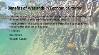 Benefits of Wetlands in Economical terms
• Drinking Water Quality:- Water is purified as water is absorbed by the
different levels & thus purifying the Ground Level.
• Flood Control:- The Wetland absorbs the water like a sponge & thus
reducing the chances of flooding.
• Fisheries
• Recreation
• Wildlife habitat
 