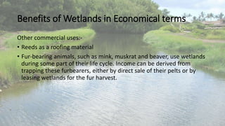 Benefits of Wetlands in Economical terms
Other commercial uses:-
• Reeds as a roofing material
• Fur-bearing animals, such as mink, muskrat and beaver, use wetlands
during some part of their life cycle. Income can be derived from
trapping these furbearers, either by direct sale of their pelts or by
leasing wetlands for the fur harvest.
 
