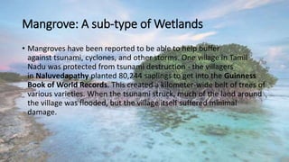 Mangrove: A sub-type of Wetlands
• Mangroves have been reported to be able to help buffer
against tsunami, cyclones, and other storms. One village in Tamil
Nadu was protected from tsunami destruction - the villagers
in Naluvedapathy planted 80,244 saplings to get into the Guinness
Book of World Records. This created a kilometer-wide belt of trees of
various varieties. When the tsunami struck, much of the land around
the village was flooded, but the village itself suffered minimal
damage.
 