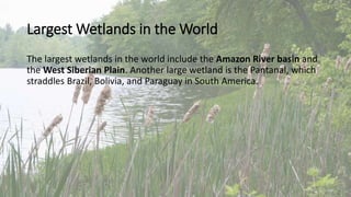 Largest Wetlands in the World
The largest wetlands in the world include the Amazon River basin and
the West Siberian Plain. Another large wetland is the Pantanal, which
straddles Brazil, Bolivia, and Paraguay in South America.
 