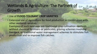 Wetlands & Agriculture: The Partners of
Growth
• Use of FLOOD-TOLERANT CROP VARIETIES
• Extensive use of Agriculture for food production in combination with
other wetlands services.
Examples of such land uses are traditional crop cultivation methods
without chemical fertilizers or pesticides, grazing schemes involving
livestock, or traditional water management schemes to stimulate fish
production and to improve fish catches.
 