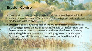 Erosion Control
• Looking at pictures of deltas, one can tell that rivers deposit a lot of
sediment into the ocean. The sediment is from top soil that has been
eroded and washed away.
• Emergents (plants firmly rooted in the muddy bottom but with stalks
that rise high above the water surface) are able to radically slow the
flow of water. As a result, they counter the erosive forces of moving
water along lakes and rivers, and in rolling agricultural landscapes.
Erosion control efforts in aquatic areas often include the planting of
wetlands plants.
 