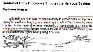 The nerve cell