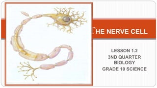 LESSON 1.2
3ND QUARTER
BIOLOGY
GRADE 10 SCIENCE
THE NERVE CELL
 