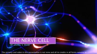 THE NERVE CELL
BY: LEONEL V. RIVAS
The pictures and video in this presentation is not mine and all its credits in all forms remains to
 