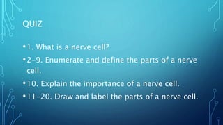 •1. What is a nerve cell?
•2-9. Enumerate and define the parts of a nerve
cell.
•10. Explain the importance of a nerve cell.
•11-20. Draw and label the parts of a nerve cell.
QUIZ
 