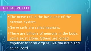 THE NERVE CELL
•The nerve cell is the basic unit of the
nervous system.
•Nerve cells are called neurons.
•There are billions of neurons in the body.
Some exist alone. Others are joined
together to form organs like the brain and
spinal cord.
 